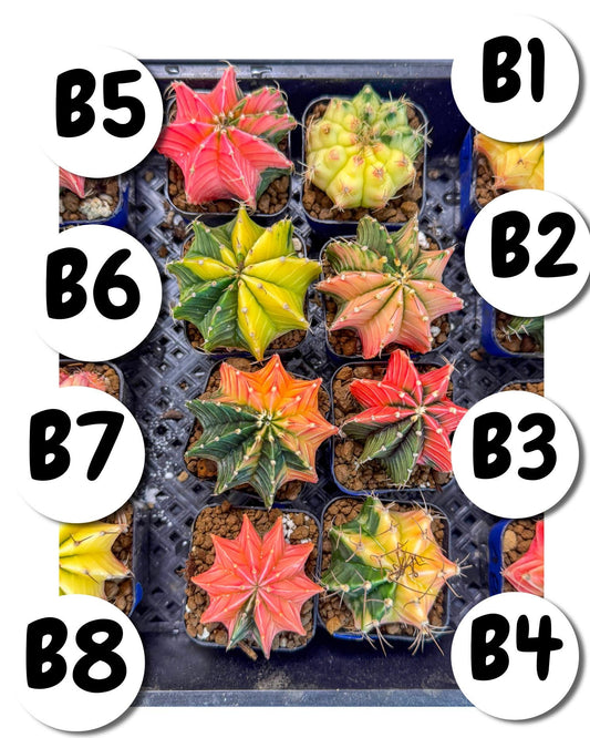 Gymnocalycium Var (Ap) (B) | Choose your own plant! 2 Inch Pot
