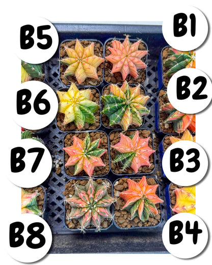 Gymnocalycium Var (AY) (b) | Choose your own plant! 2 Inch Pot