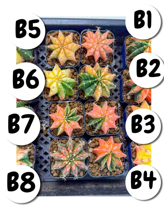 Gymnocalycium Var (AY) (b) | Choose your own plant! 2 Inch Pot