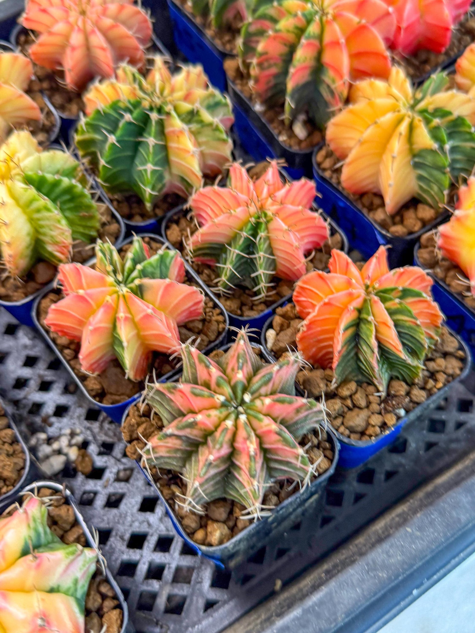 Gymnocalycium Var (AY) (b) | Choose your own plant! 2 Inch Pot