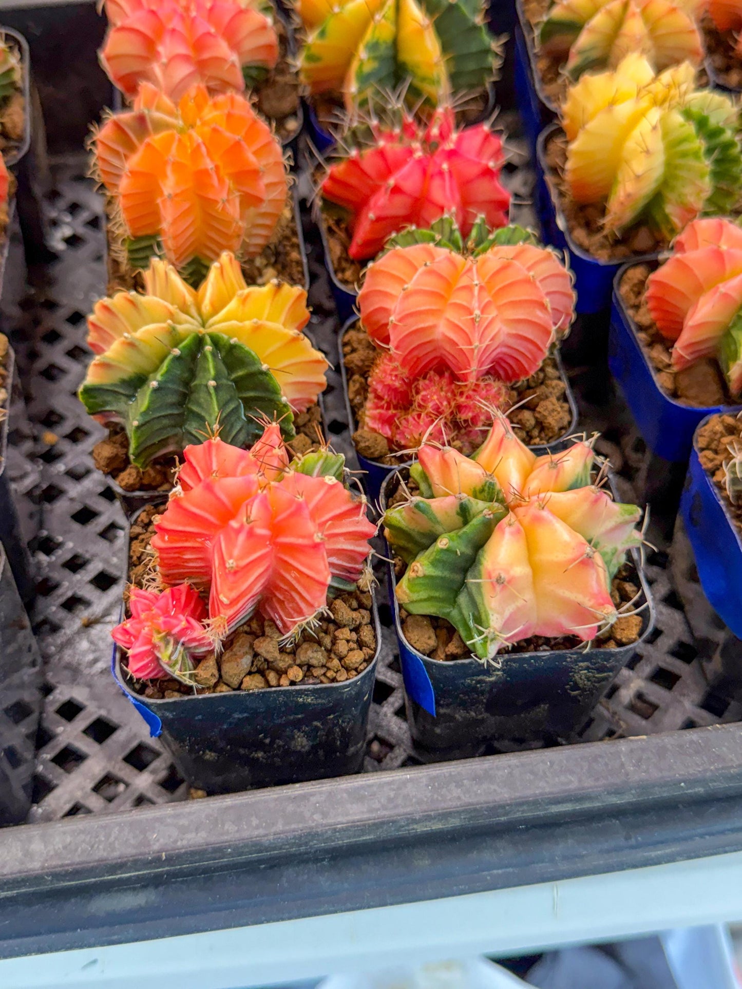 Gymnocalycium Var (AY) (C) | Choose your own plant! 2 Inch Pot