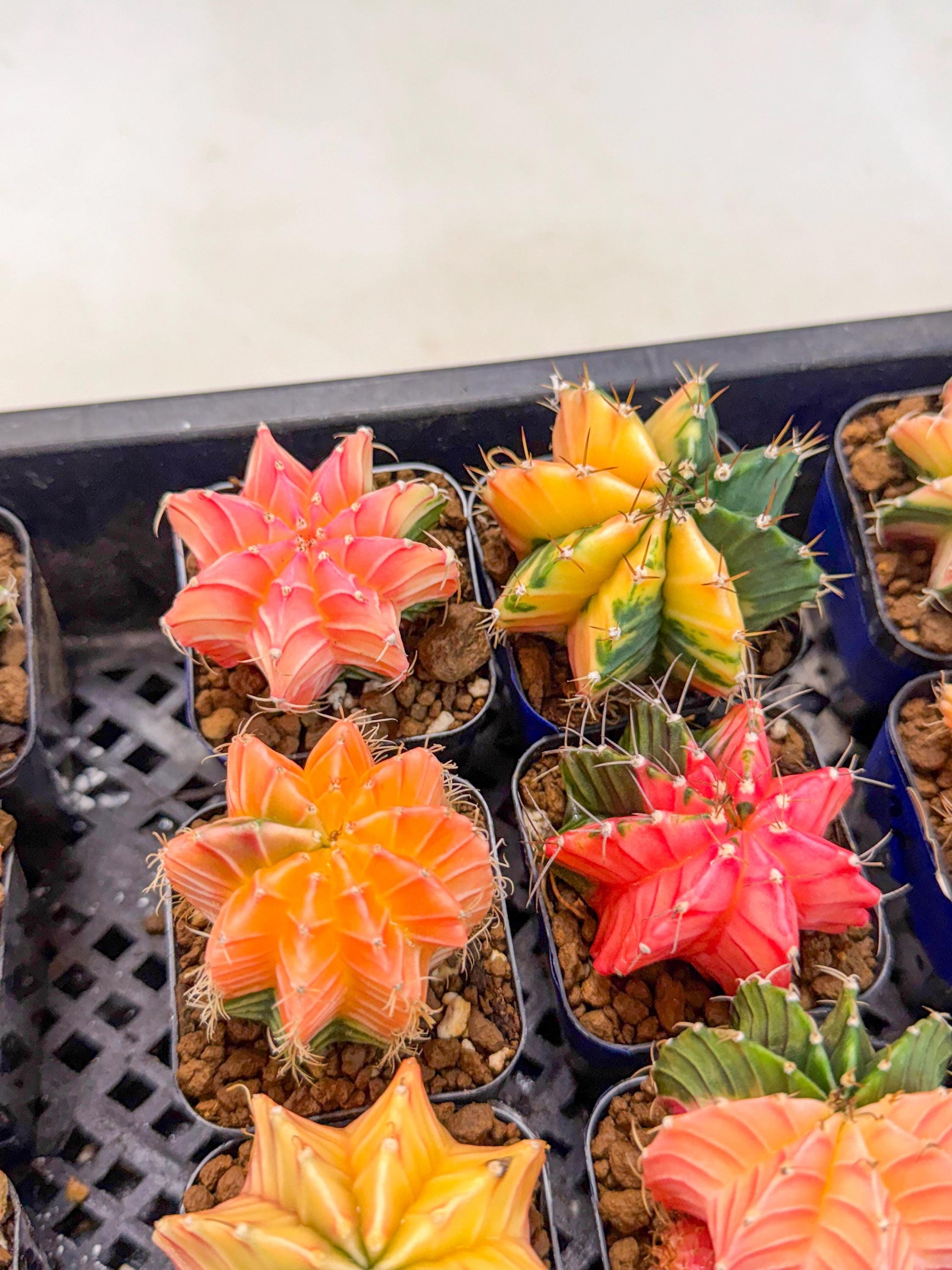 Gymnocalycium Var (AY) (C) | Choose your own plant! 2 Inch Pot