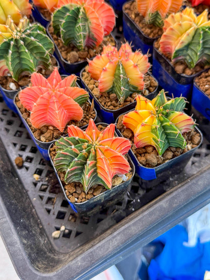 Gymnocalycium Var (AY) (D) | Choose your own plant! 2 Inch Pot