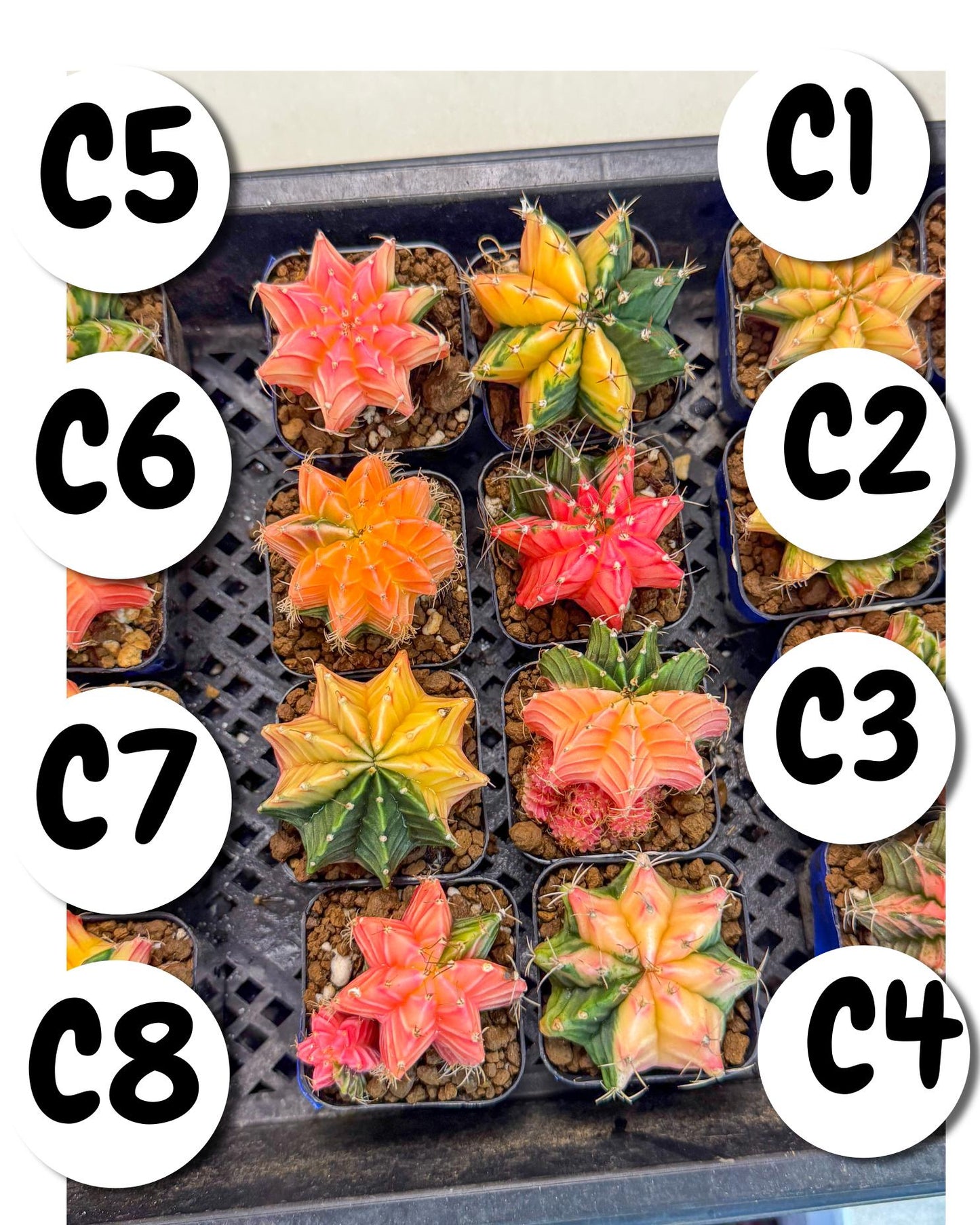 Gymnocalycium Var (AY) (D) | Choose your own plant! 2 Inch Pot