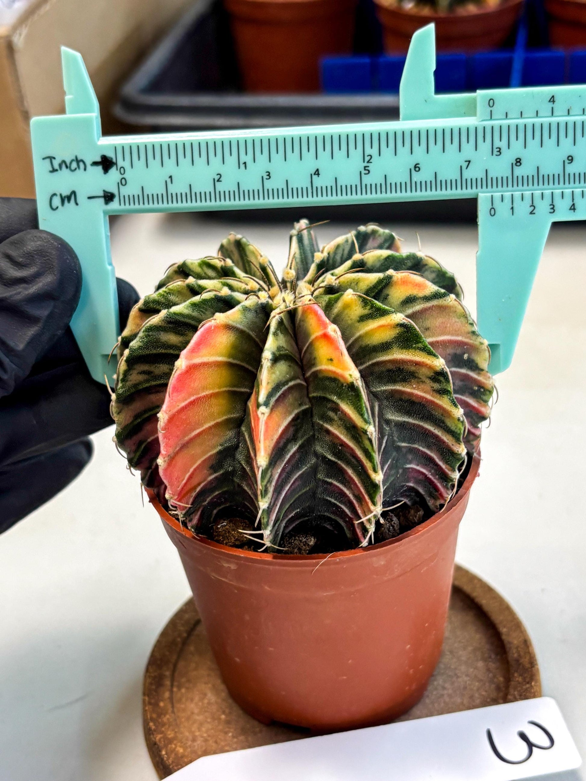 Gymnocalycium Lb Hybrid (gy1) (y3) | Mature Cactus