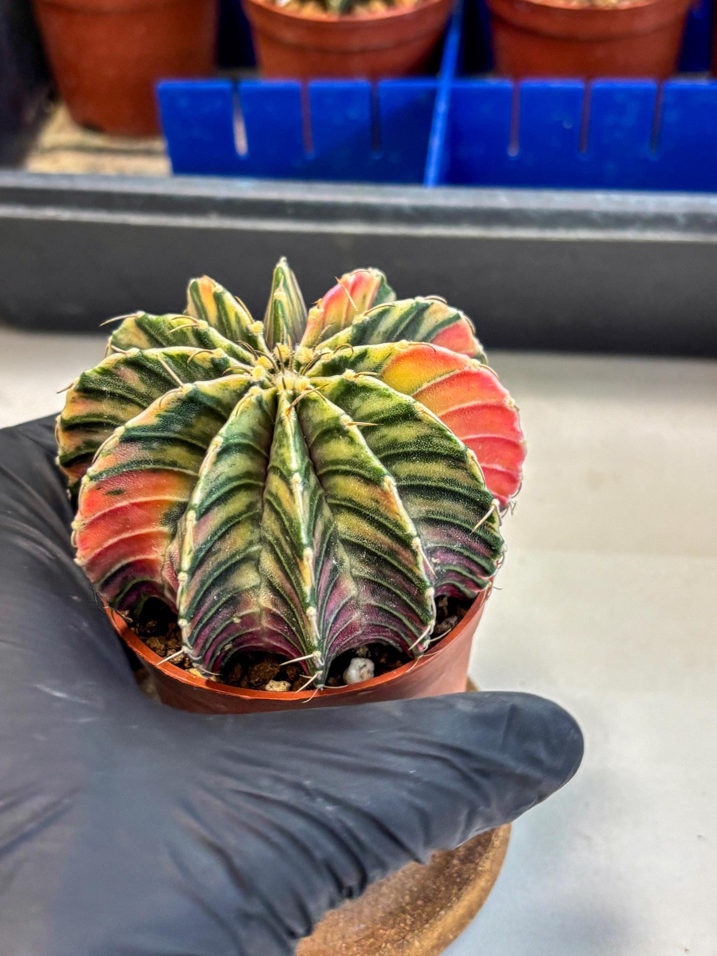 Gymnocalycium Lb Hybrid (gy1) (y3) | Mature Cactus