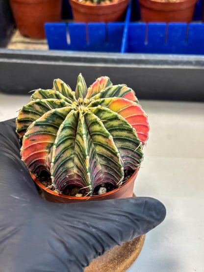 Gymnocalycium Lb Hybrid (gy1) (y3) | Mature Cactus