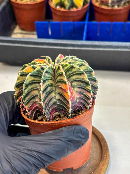 Gymnocalycium Lb Hybrid (gy1) (y3) | Mature Cactus