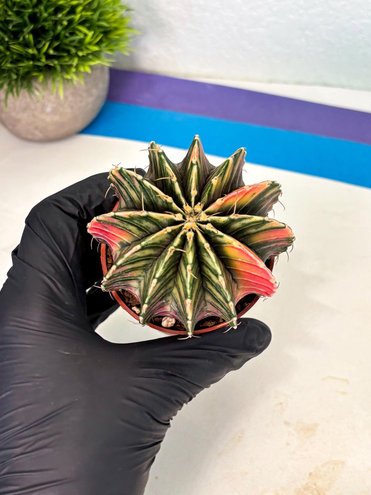 Gymnocalycium Lb Hybrid (gy1) (y3) | Mature Cactus