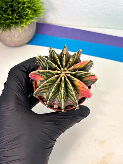 Gymnocalycium Lb Hybrid (gy1) (y3) | Mature Cactus