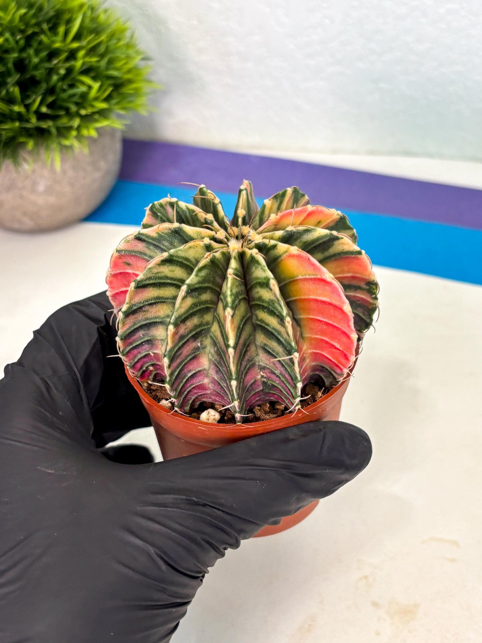Gymnocalycium Lb Hybrid (gy1) (y3) | Mature Cactus