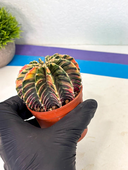 Gymnocalycium Lb Hybrid (gy1) (y3) | Mature Cactus