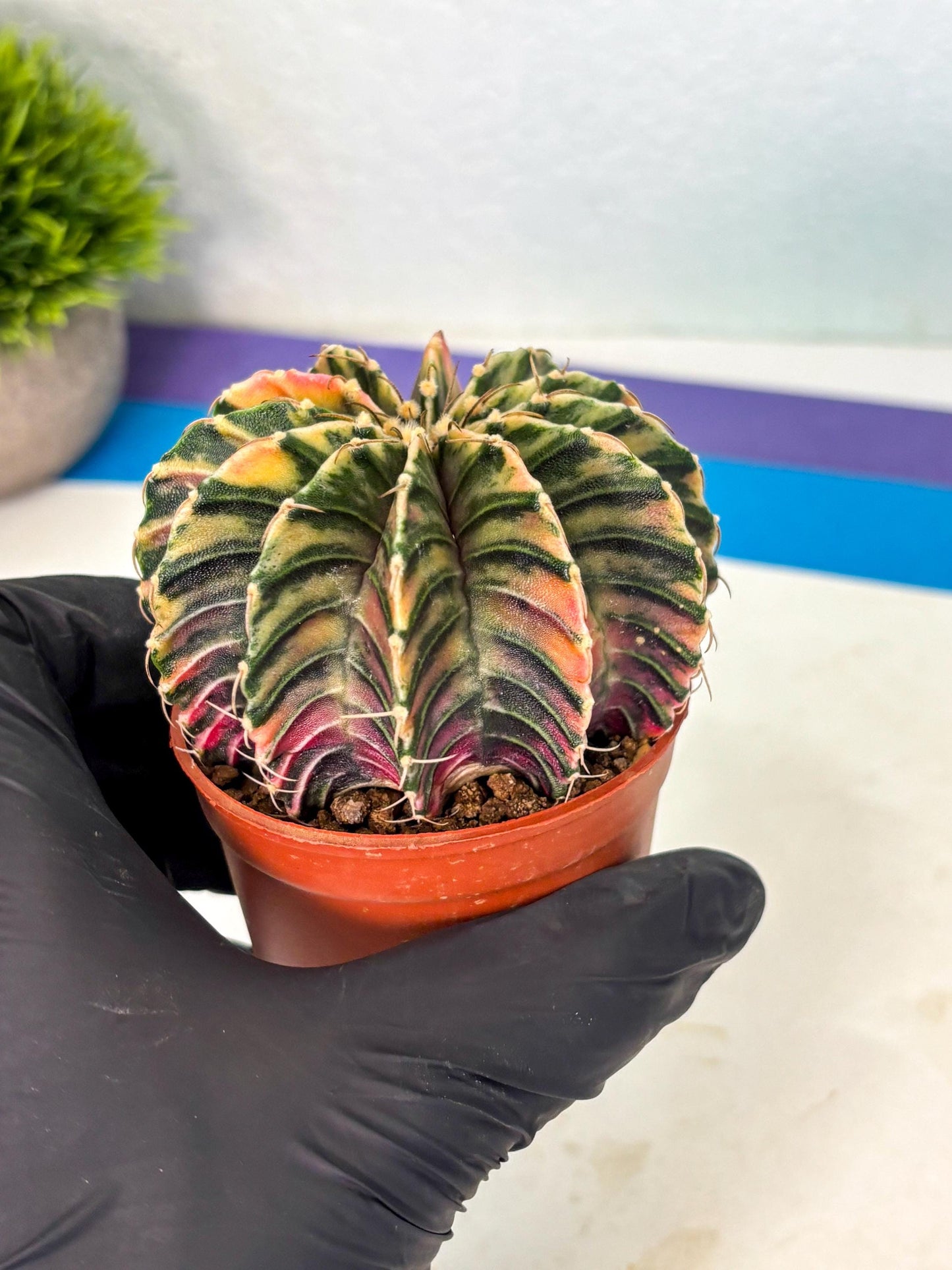 Gymnocalycium Lb Hybrid (gy1) (y3) | Mature Cactus
