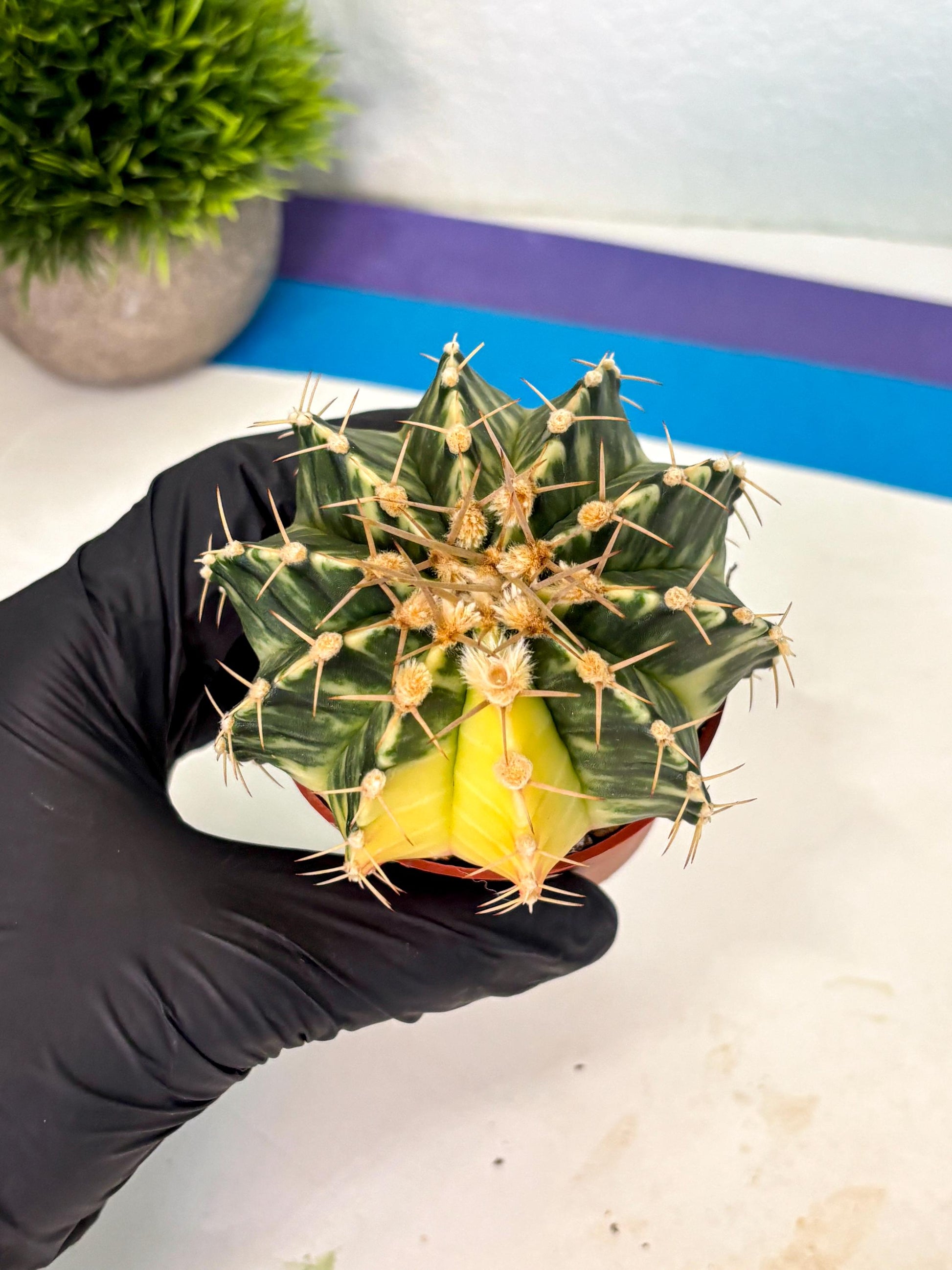 Gymnocalycium Lb Hybrid (gy1) (y4) | Mature Cactus