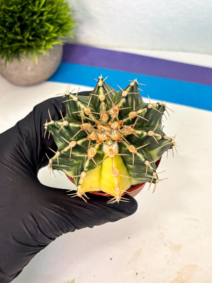 Gymnocalycium Lb Hybrid (gy1) (y4) | Mature Cactus