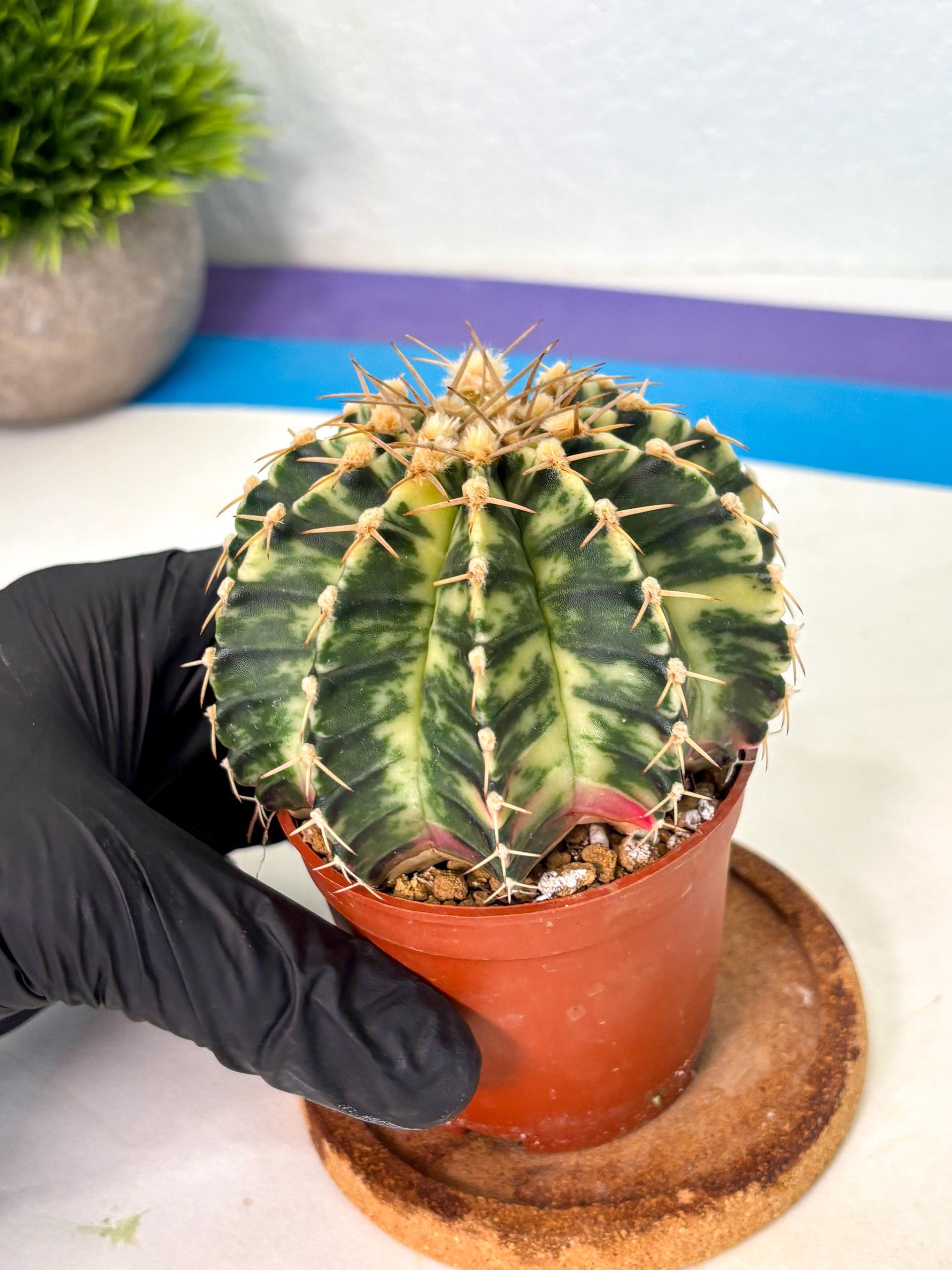 Gymnocalycium Lb Hybrid (gy1) (y4) | Mature Cactus