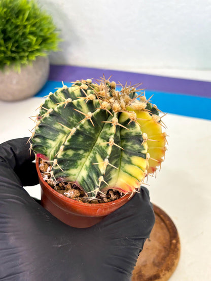 Gymnocalycium Lb Hybrid (gy1) (y4) | Mature Cactus