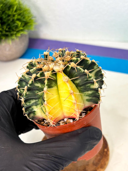 Gymnocalycium Lb Hybrid (gy1) (y4) | Mature Cactus