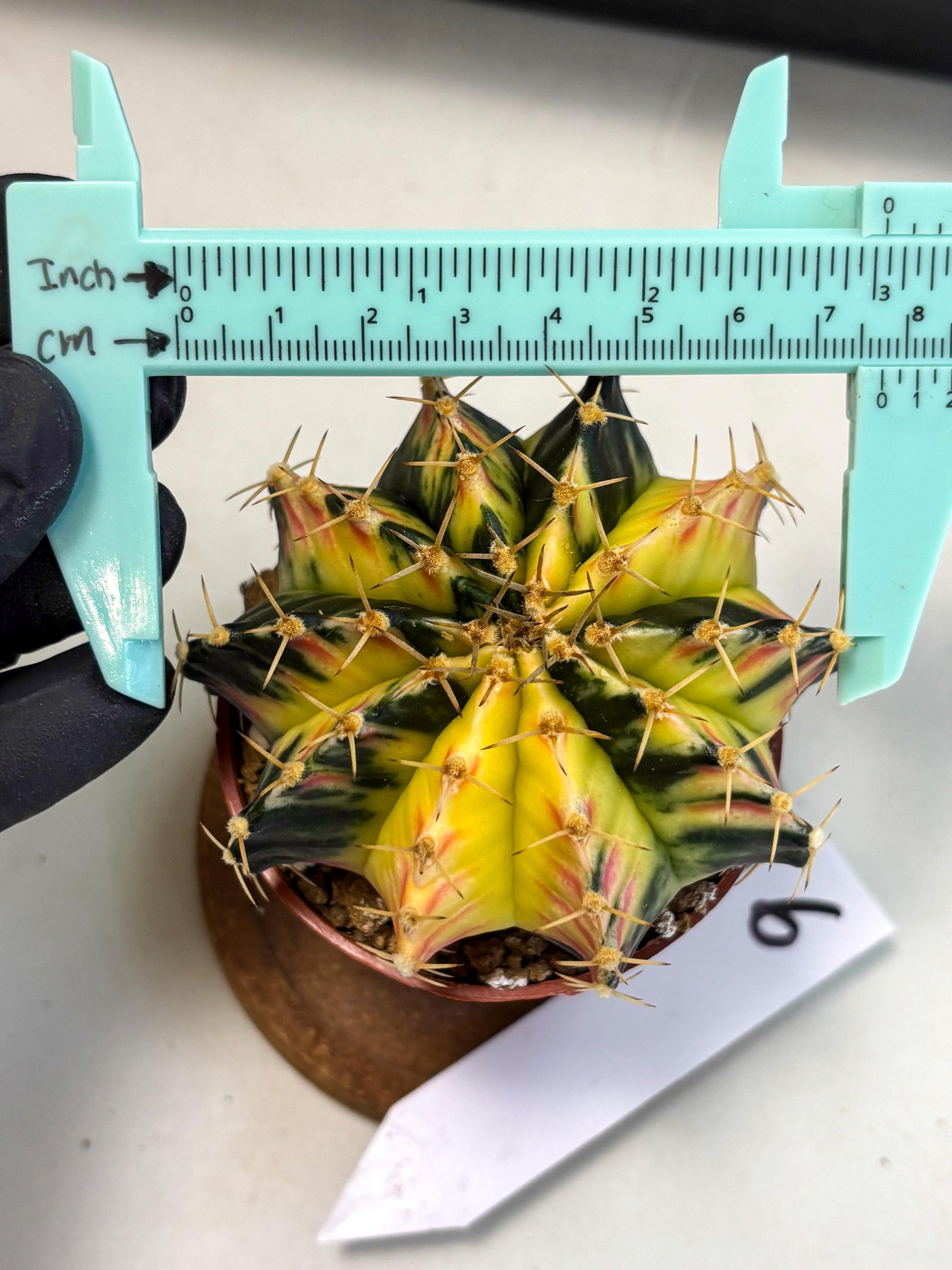 Gymnocalycium Lb Hybrid (gy1) (y6) | Mature Cactus