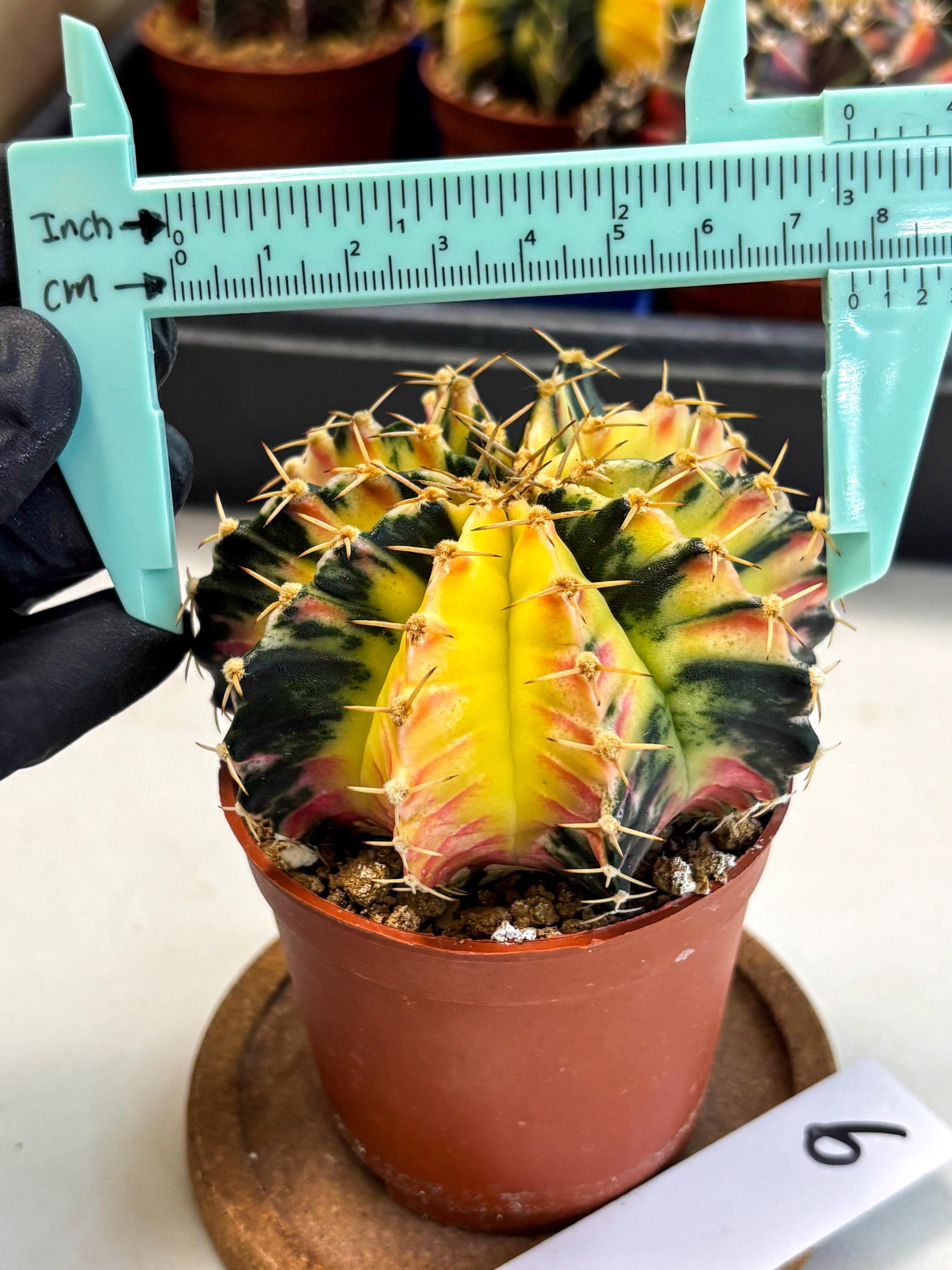 Gymnocalycium Lb Hybrid (gy1) (y6) | Mature Cactus