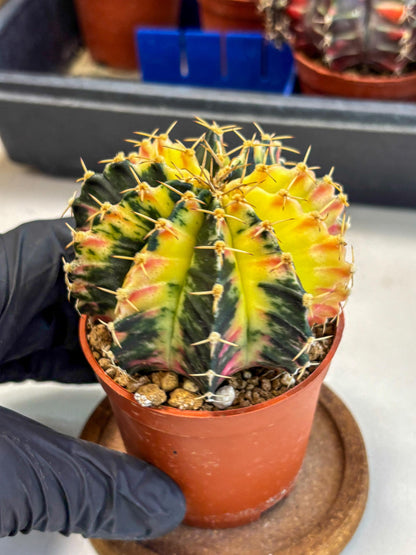 Gymnocalycium Lb Hybrid (gy1) (y6) | Mature Cactus