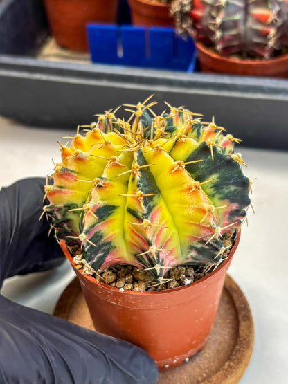 Gymnocalycium Lb Hybrid (gy1) (y6) | Mature Cactus