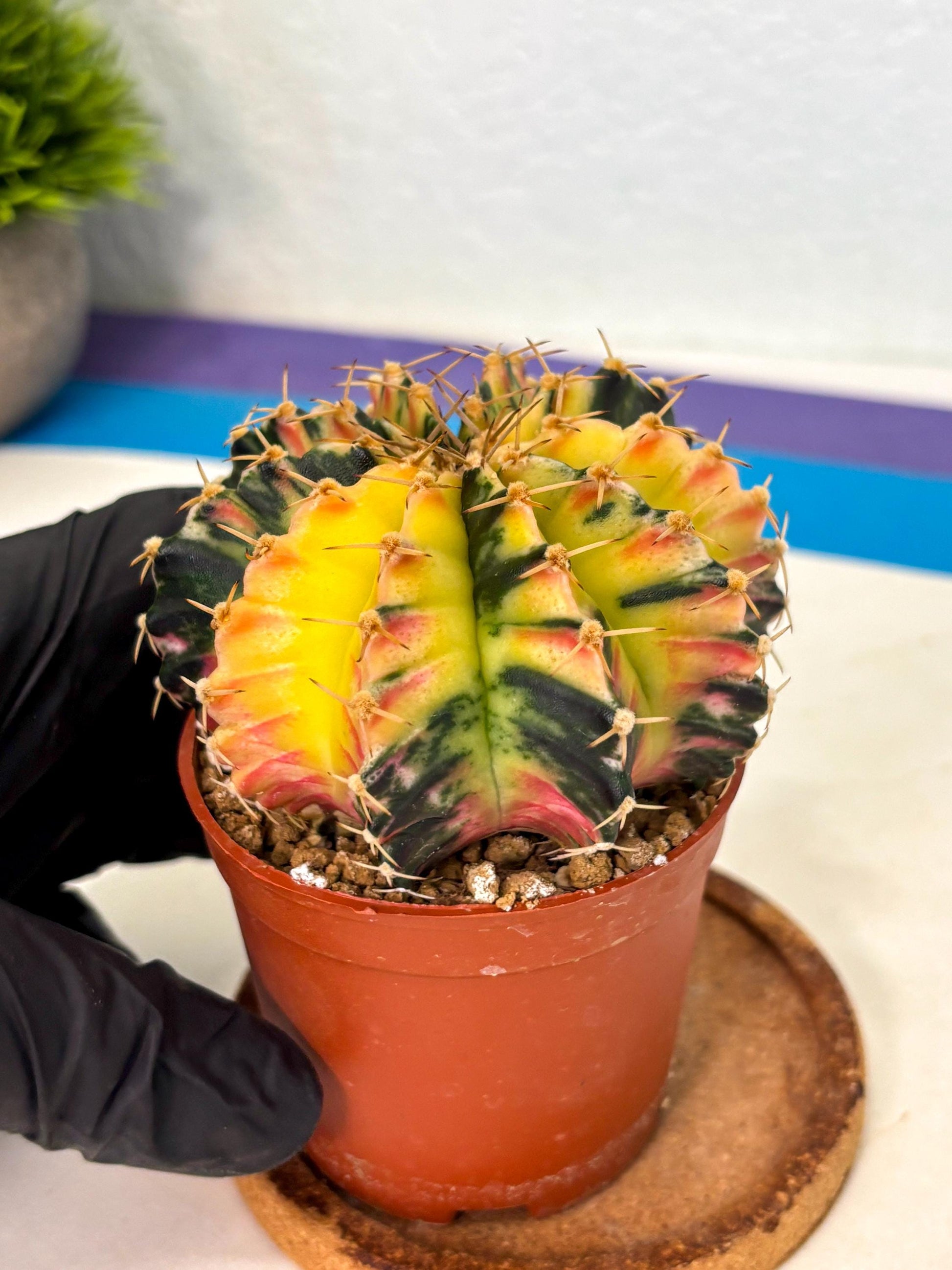 Gymnocalycium Lb Hybrid (gy1) (y6) | Mature Cactus