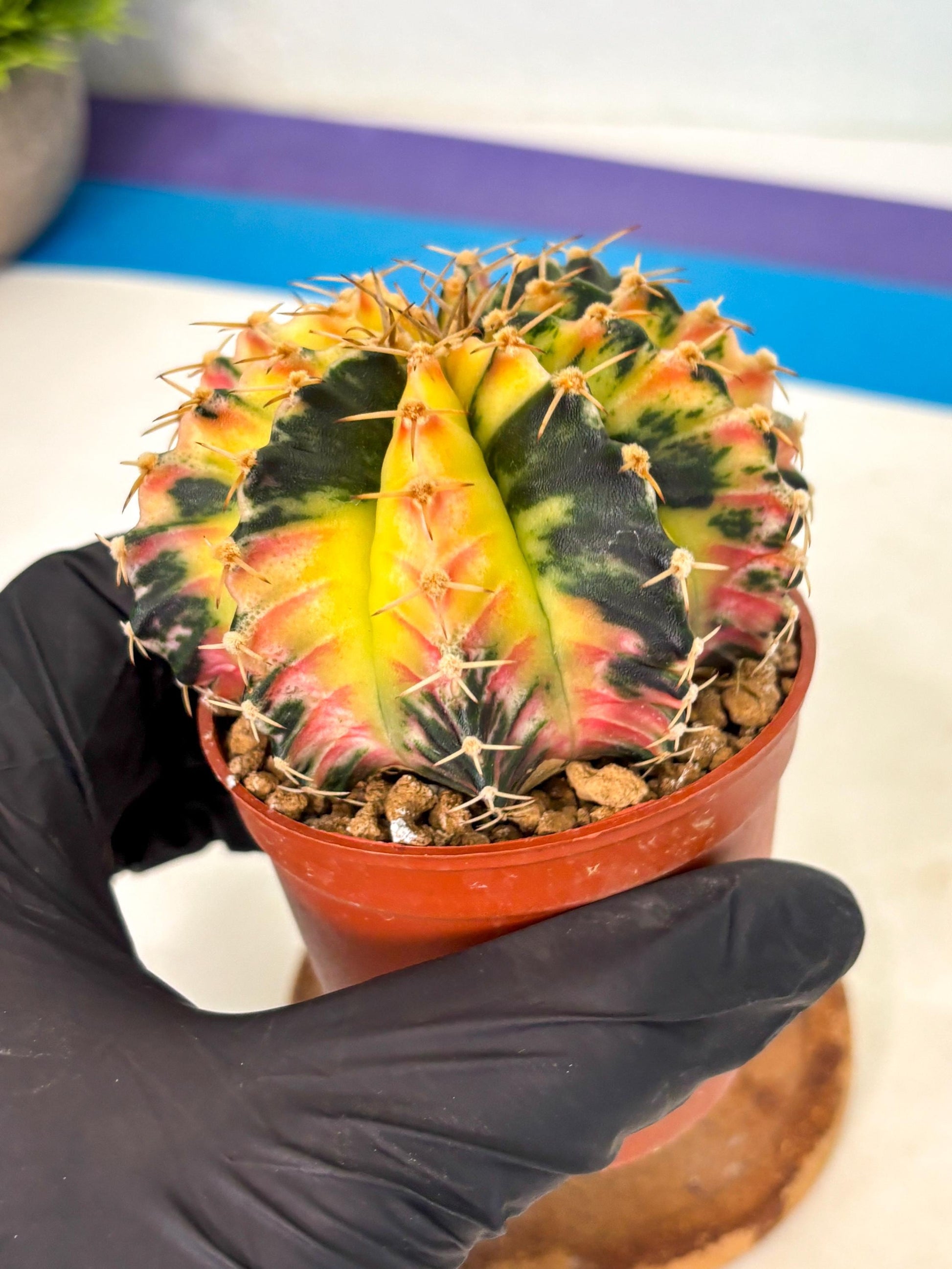 Gymnocalycium Lb Hybrid (gy1) (y6) | Mature Cactus