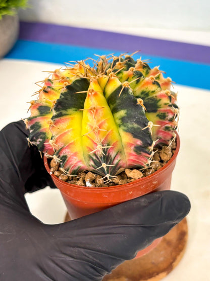 Gymnocalycium Lb Hybrid (gy1) (y6) | Mature Cactus