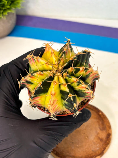 Gymnocalycium Lb Hybrid (gy1) (y6) | Mature Cactus