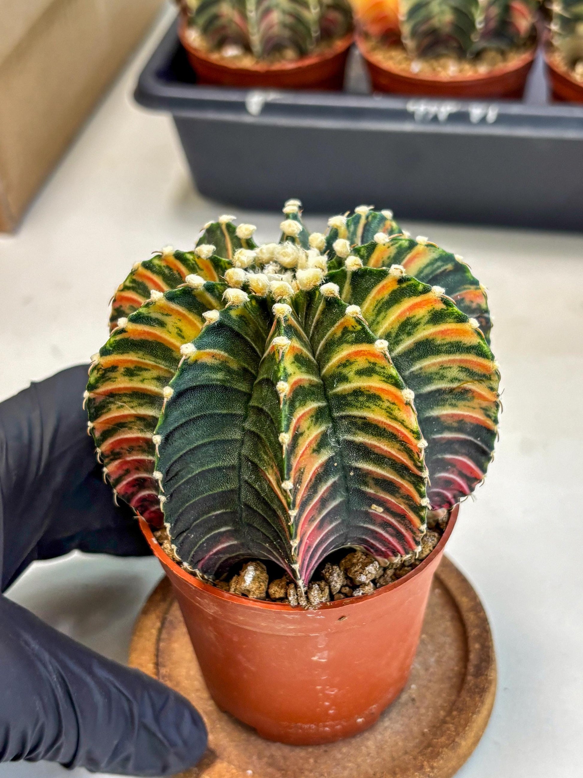 Gymnocalycium Lb Hybrid (gy2) (b1) | Mature Cactus