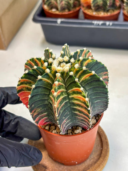 Gymnocalycium Lb Hybrid (gy2) (b1) | Mature Cactus