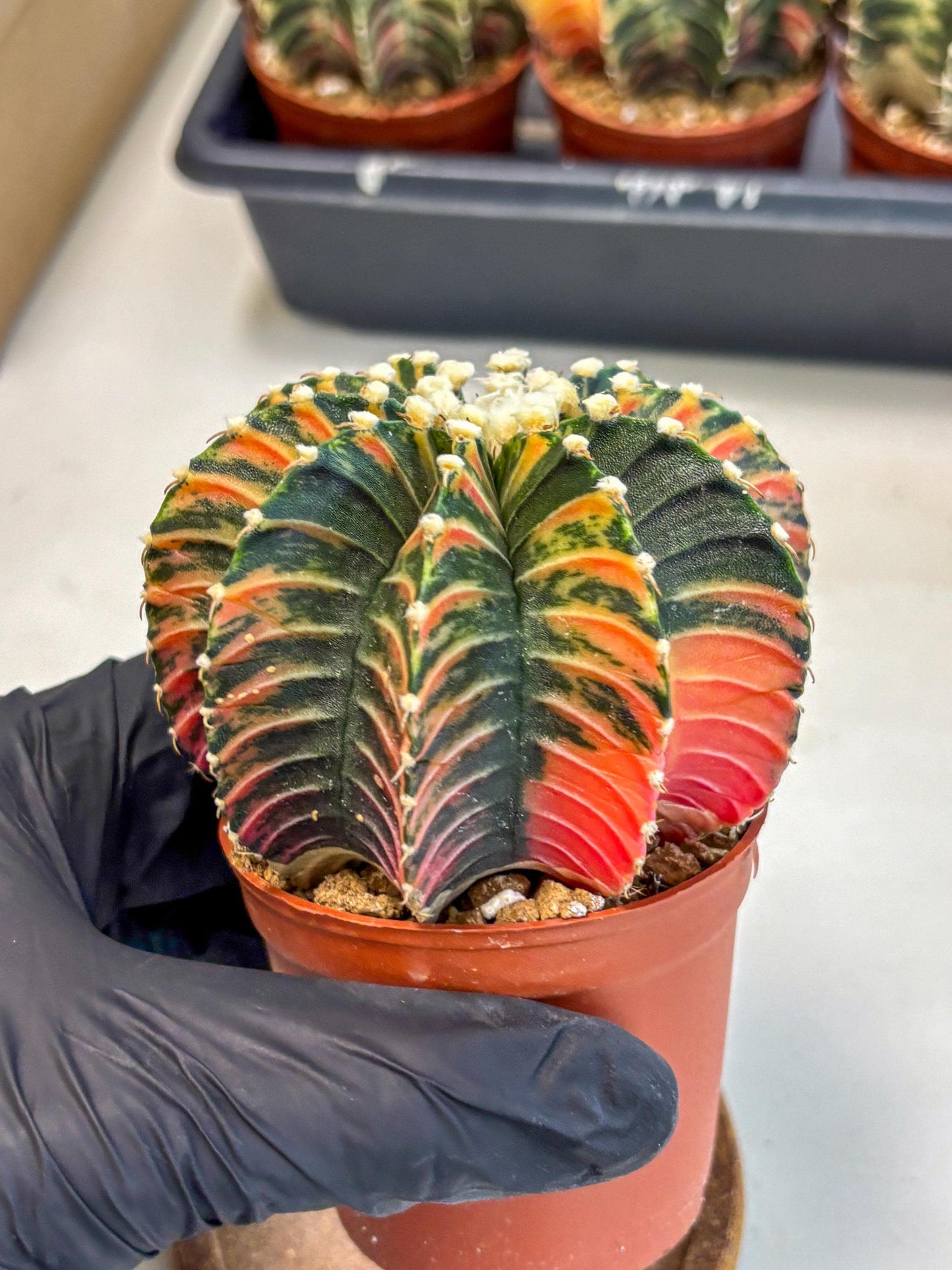 Gymnocalycium Lb Hybrid (gy2) (b1) | Mature Cactus