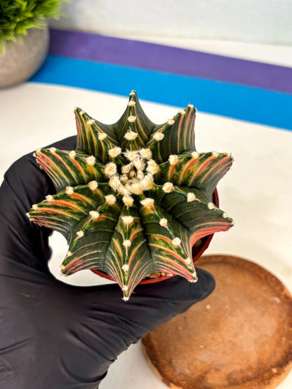 Gymnocalycium Lb Hybrid (gy2) (b1) | Mature Cactus