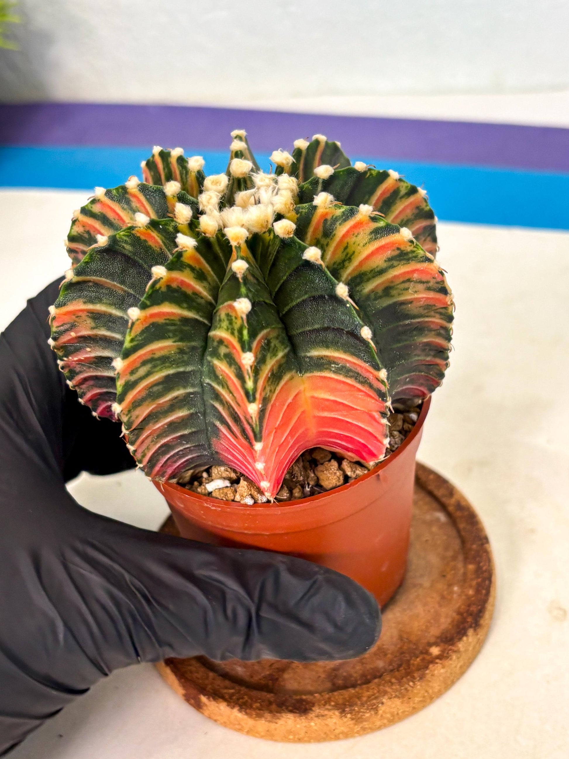 Gymnocalycium Lb Hybrid (gy2) (b1) | Mature Cactus