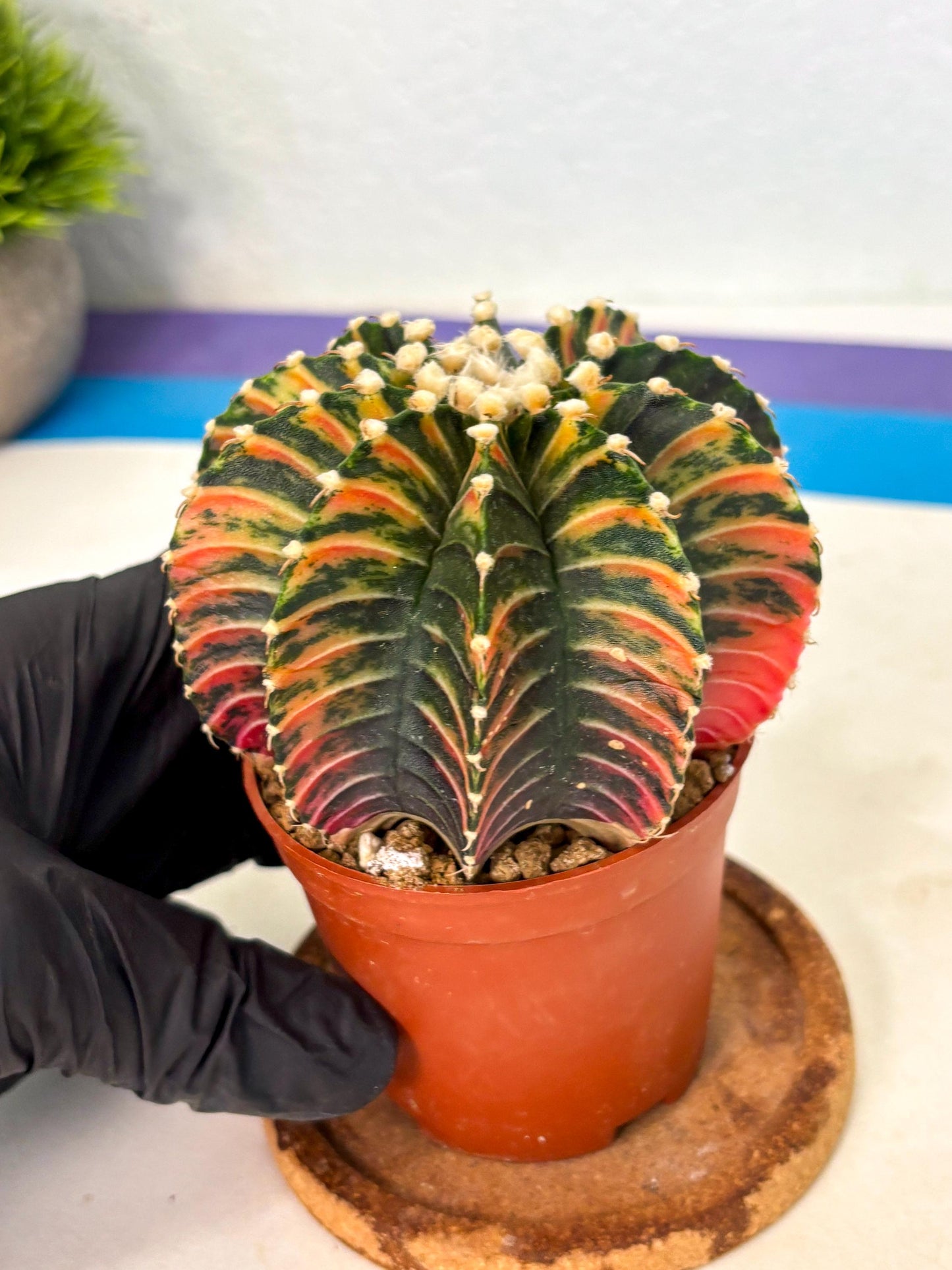 Gymnocalycium Lb Hybrid (gy2) (b1) | Mature Cactus