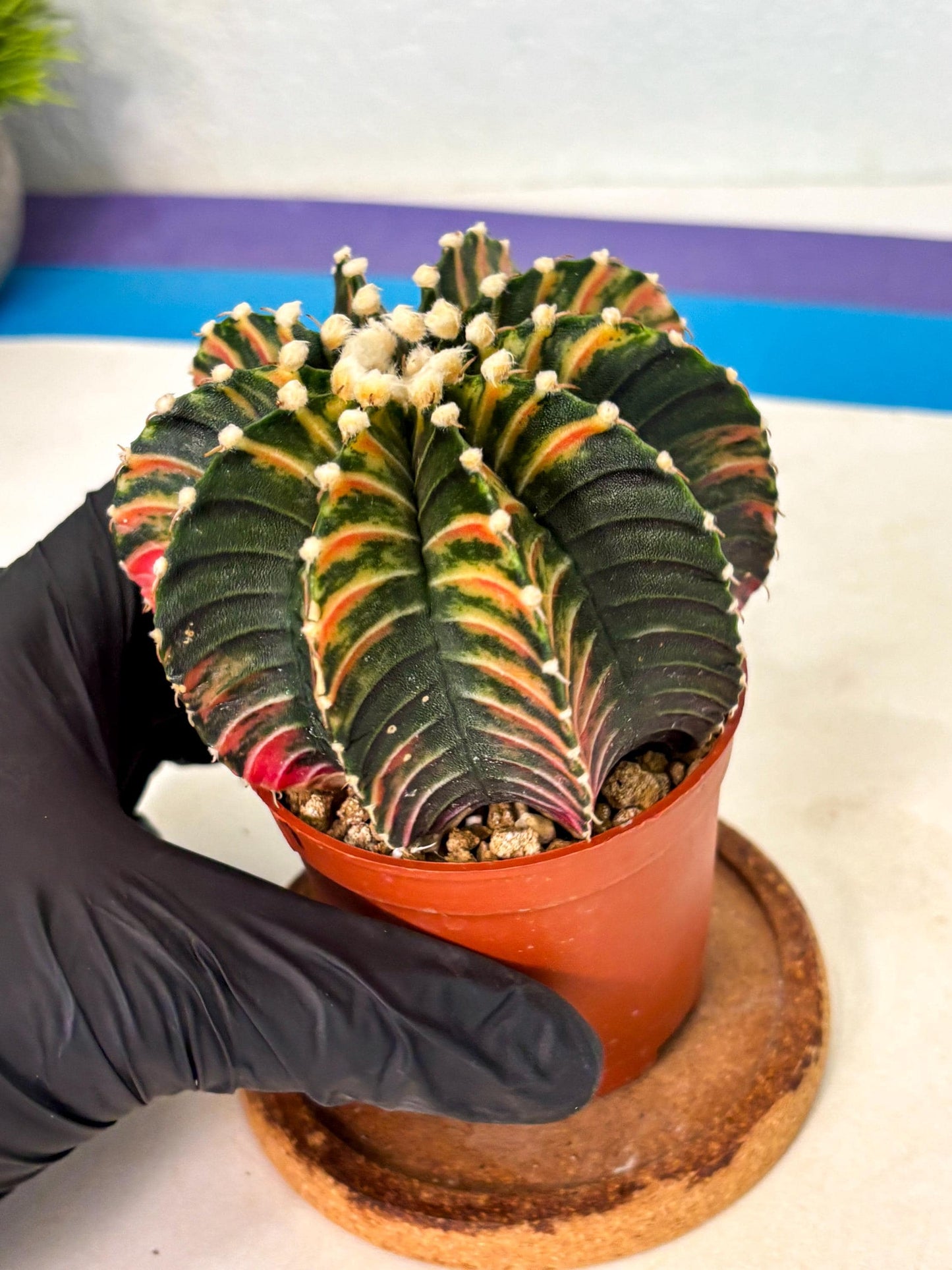 Gymnocalycium Lb Hybrid (gy2) (b1) | Mature Cactus
