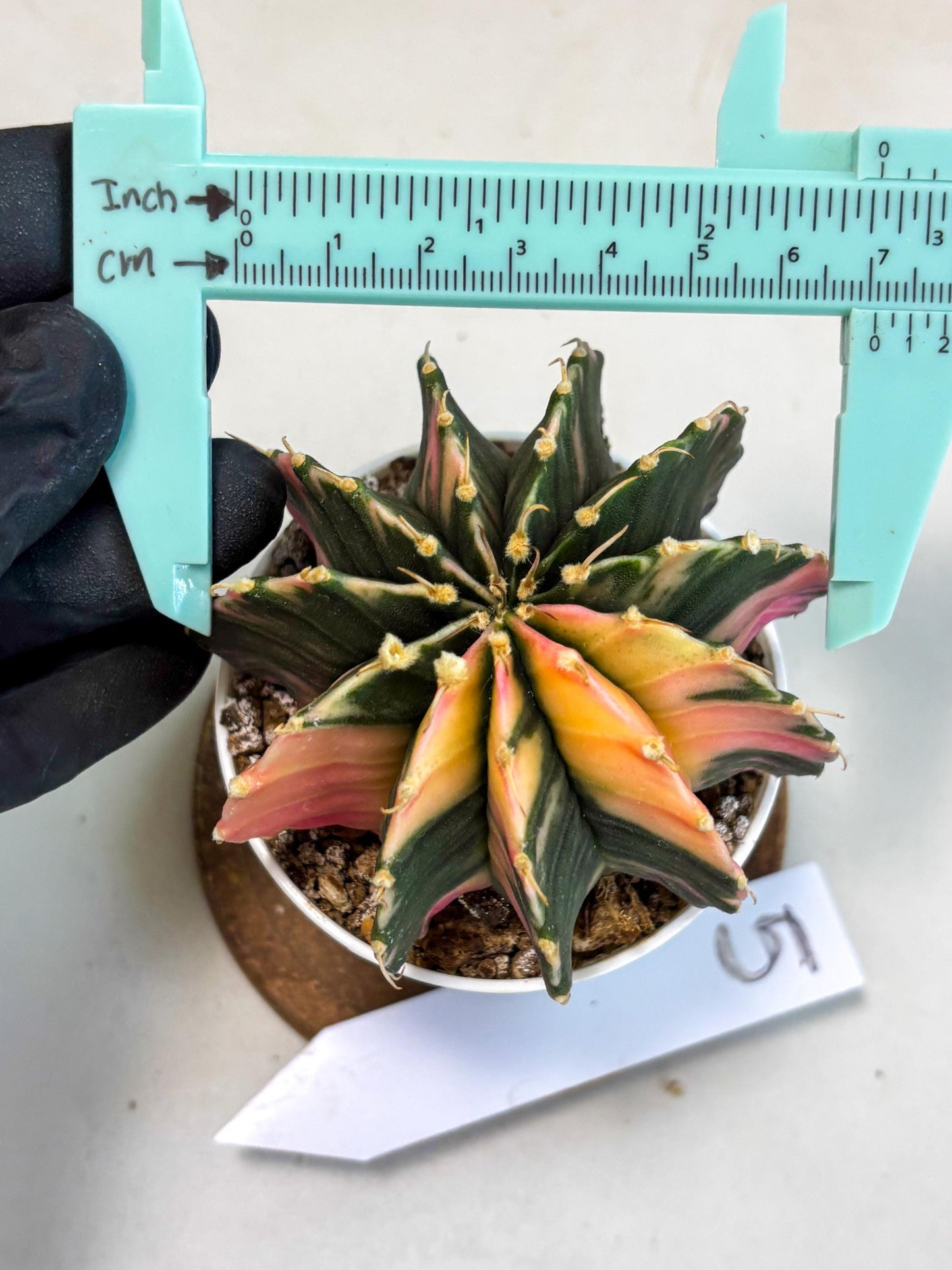 Gymnocalycium Lb Hybrid (gy2) (b5) | Mature Cactus