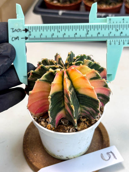 Gymnocalycium Lb Hybrid (gy2) (b5) | Mature Cactus