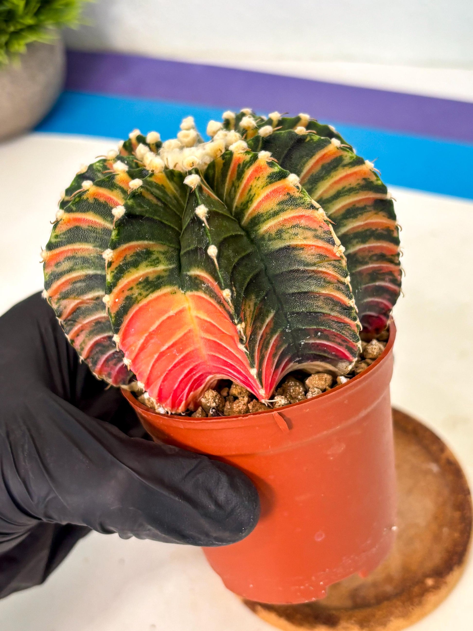 Gymnocalycium Lb Hybrid (gy2) (b1) | Mature Cactus