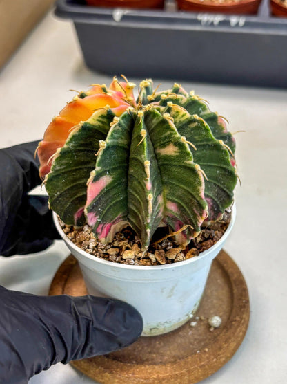 Gymnocalycium Lb Hybrid (gy2) (b5) | Mature Cactus