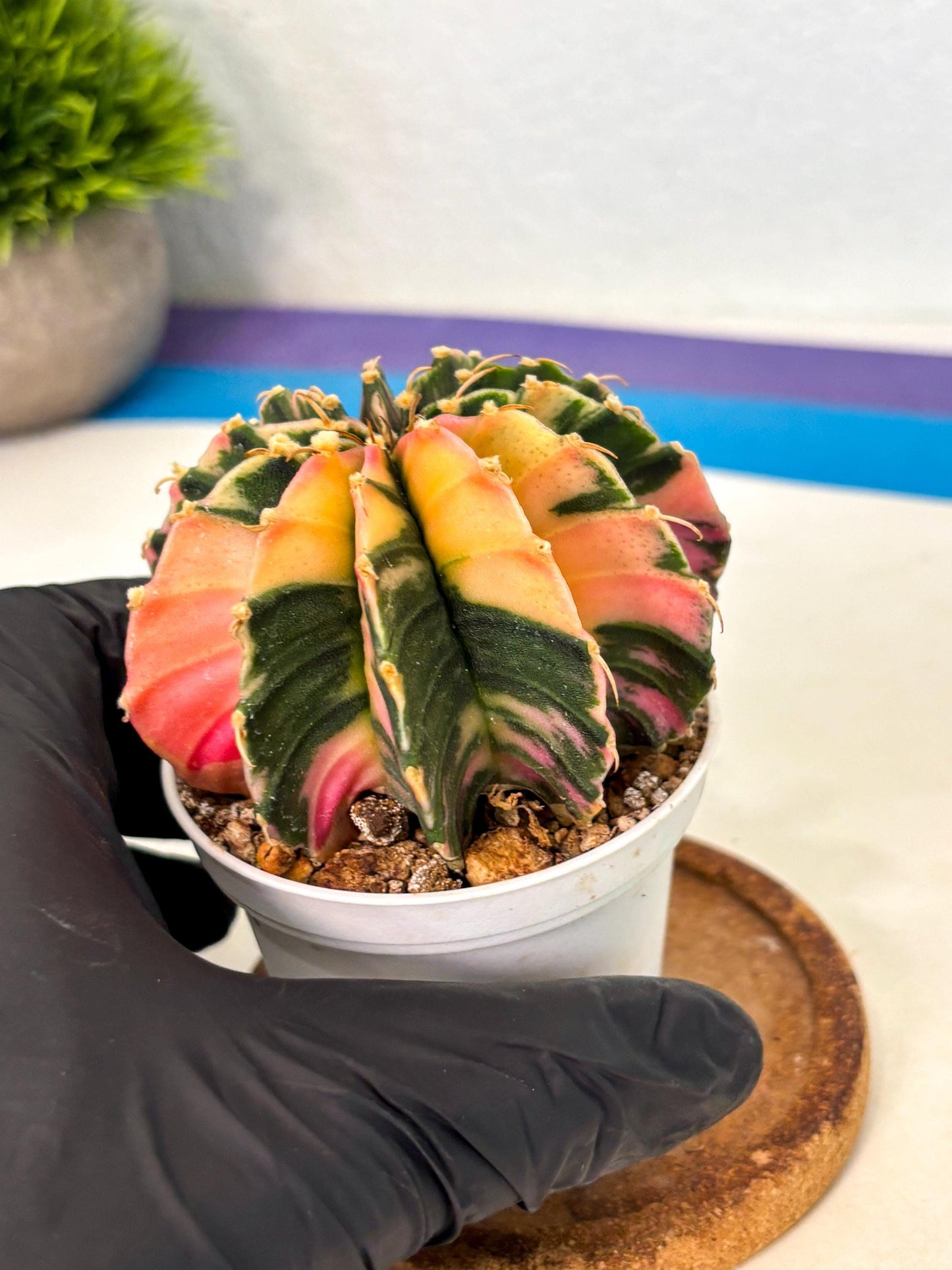 Gymnocalycium Lb Hybrid (gy2) (b5) | Mature Cactus