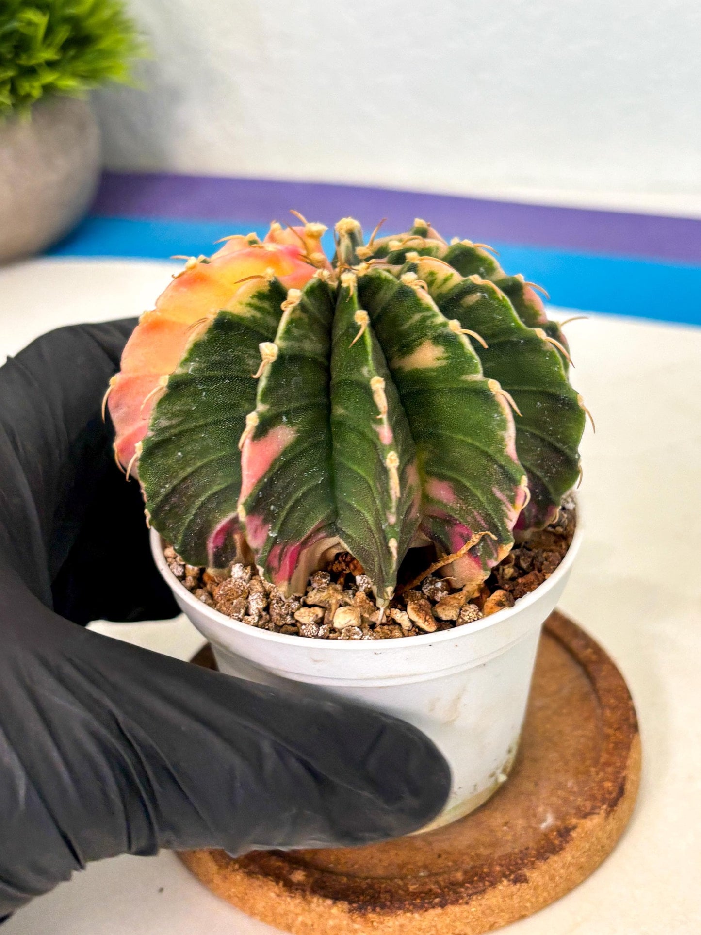 Gymnocalycium Lb Hybrid (gy2) (b5) | Mature Cactus