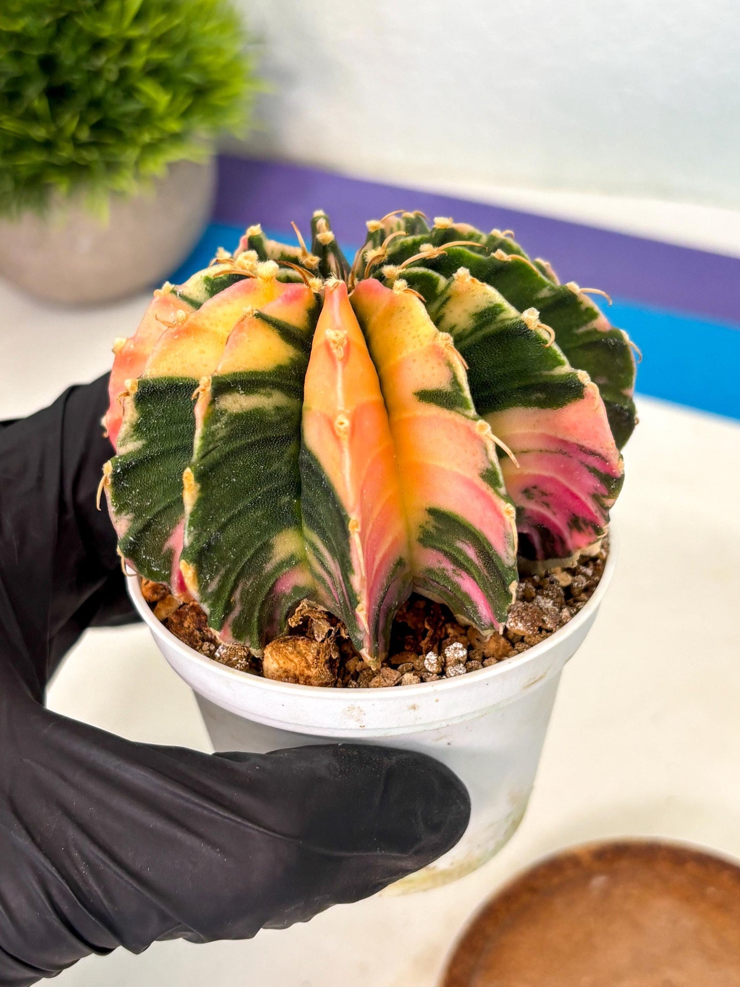 Gymnocalycium Lb Hybrid (gy2) (b5) | Mature Cactus