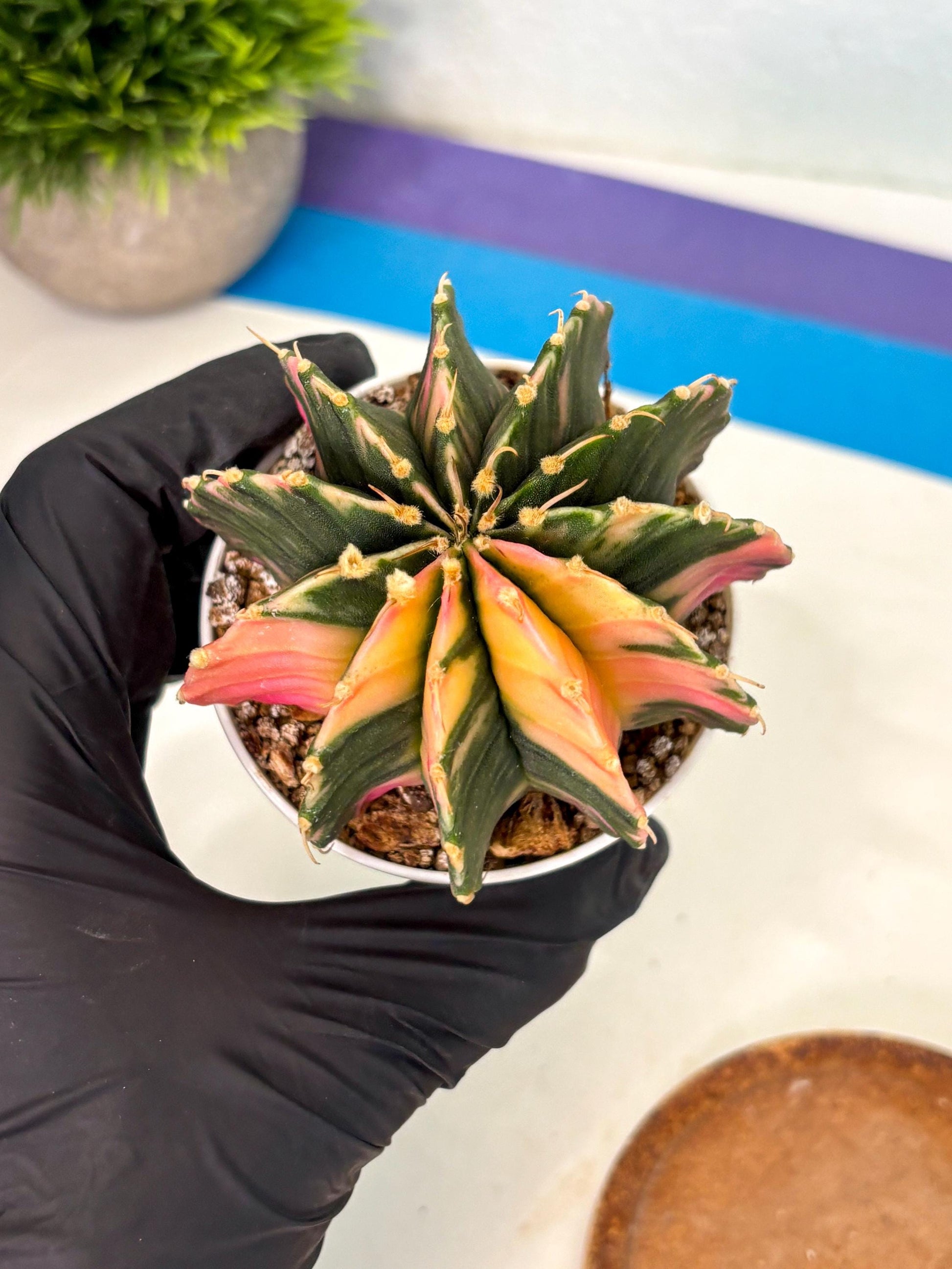 Gymnocalycium Lb Hybrid (gy2) (b5) | Mature Cactus