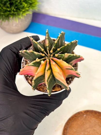 Gymnocalycium Lb Hybrid (gy2) (b5) | Mature Cactus