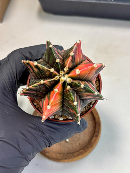 Gymnocalycium Lb Hybrid (gy2) (r2) | Mature Cactus