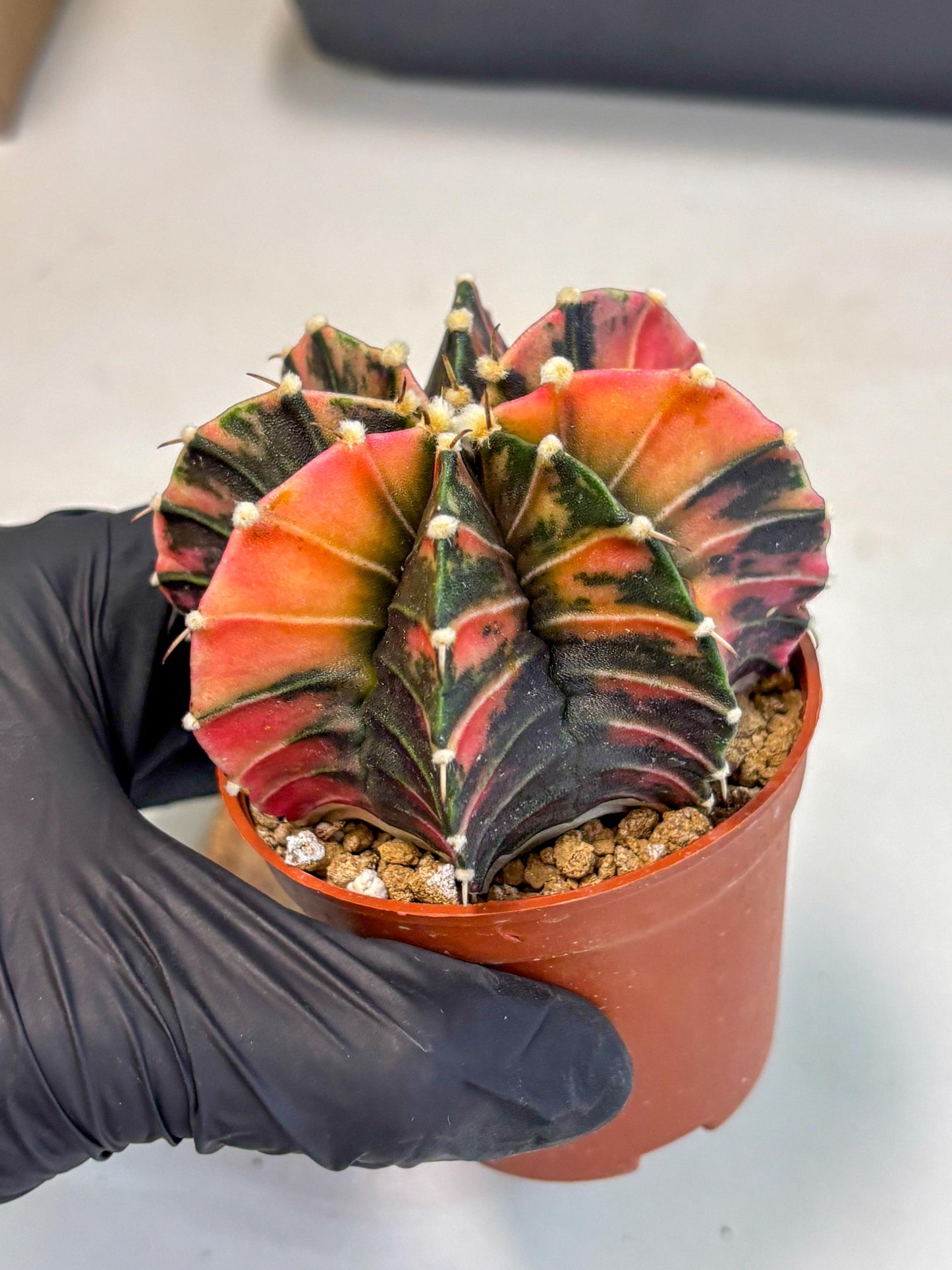Gymnocalycium Lb Hybrid (gy2) (r2) | Mature Cactus