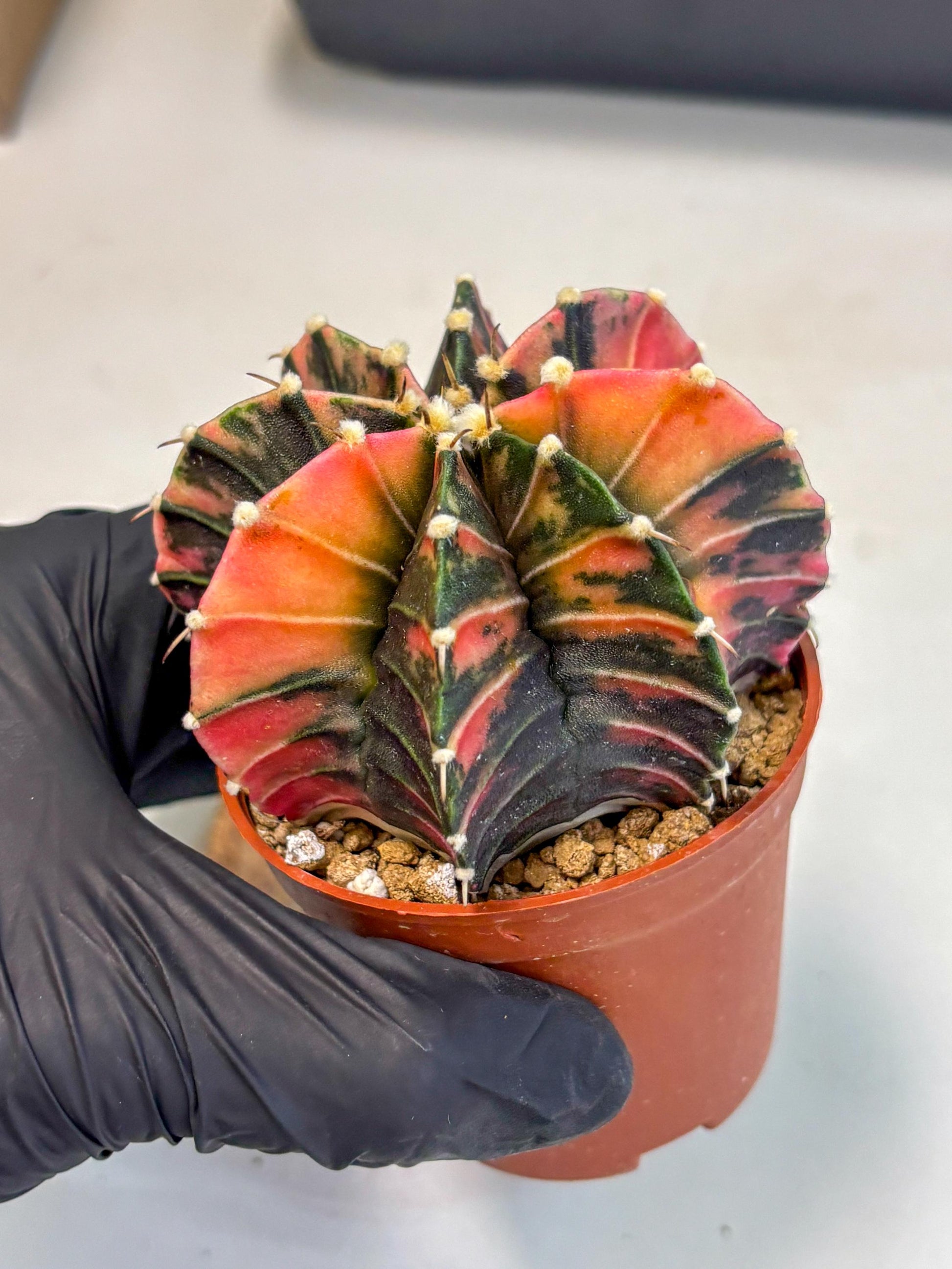Gymnocalycium Lb Hybrid (gy2) (r2) | Mature Cactus