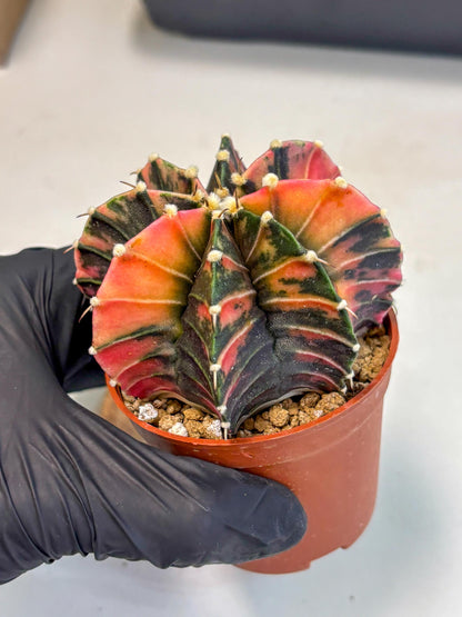 Gymnocalycium Lb Hybrid (gy2) (r2) | Mature Cactus
